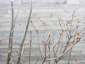 積水ハウスジュートピア富山展示場の和室外のツツジのつぼみ