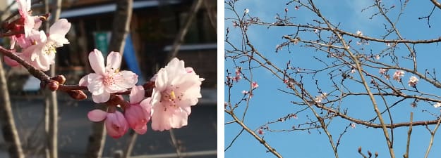 積水ハウスジュートピア富山展示場の桜