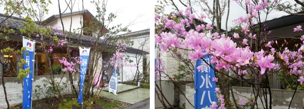 積水ハウスジュートピア富山展示場の春の花