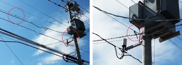 積水ハウスジュートピア富山展示場の小鳥の親鳥