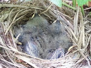 積水ハウスジュートピア富山展示場の小鳥の巣（羽根が立派になってきました！）