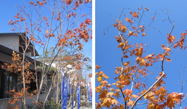 先日の展示場の様子です。すっきり晴れた青い空に、紅葉が映えて綺麗です。