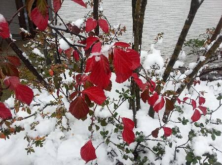 ハクサンボクの赤い葉と雪