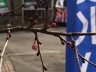 展示場の桜