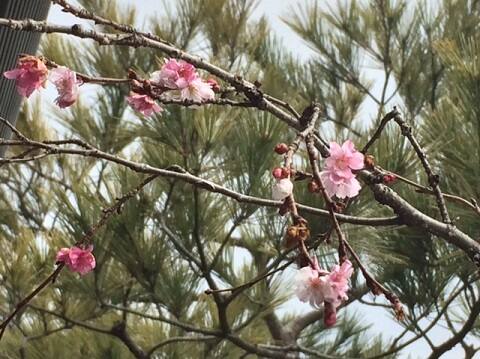 展示場の桜