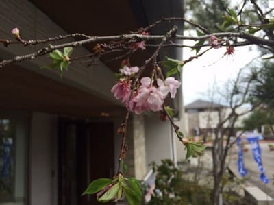 正面の桜の様子