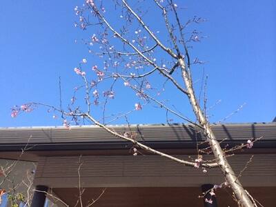 正面の桜の様子