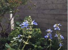 秋の草花