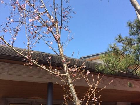 展示場の桜