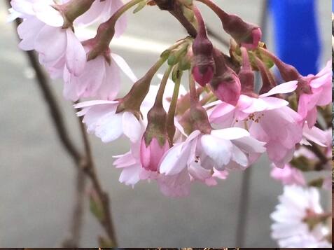 展示場の桜