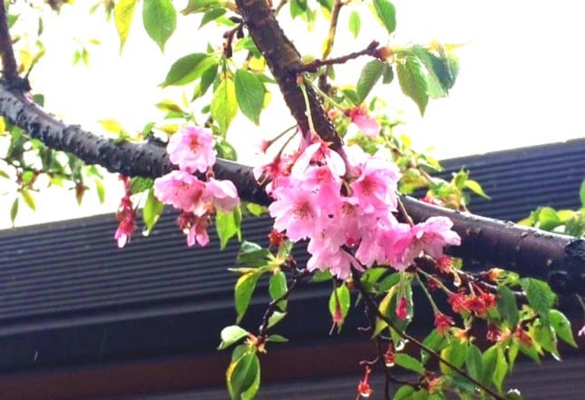 展示場の葉桜の様子