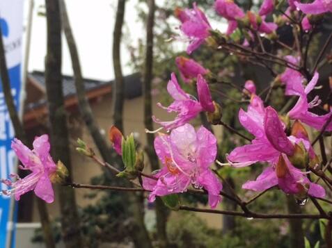 ミツバツツジが綺麗な花を咲かせています。