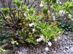 展示場の花たち